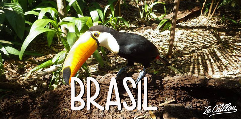 Observe toucans in Brasil and other ideas from Ze Caillou