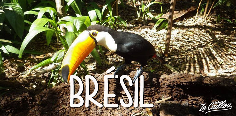 Voir les toucans au Brésil et autres coups de coeur par Ze Caillou
