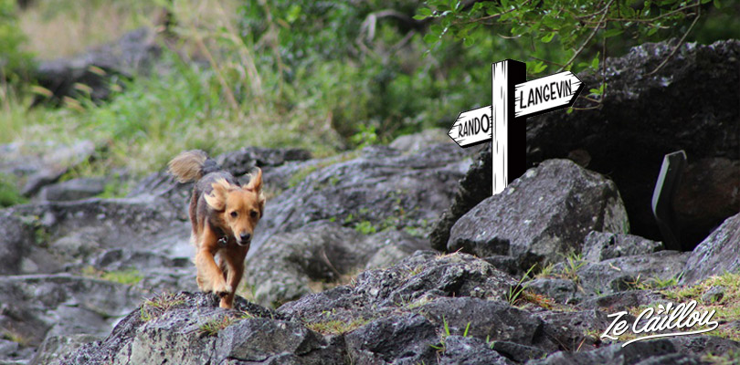 Hike or have a walk with your dog in La Reunion by Ze Caillou