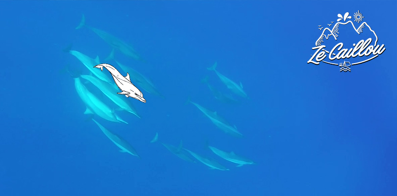 Plongée sous marine avec les dauphins stenella à la Réunion