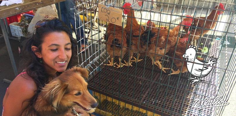 Buying chickens and roosters on local Reunion Island's markets