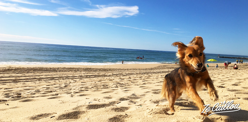 Huacachina, our dog, playing in Hossegor's beach in the Landes, south of France