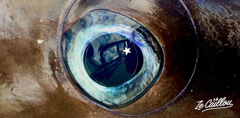 The eye of the marlin Ze Caillou caught during its deep-sea fishing day in La Reunion.