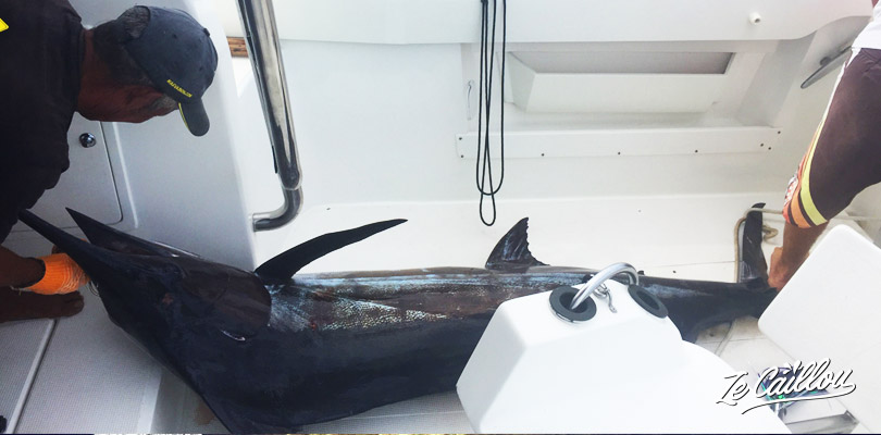 Ze Caillou, blog de voyage, remonte un gros poisson sur le bateau, un marlin d'environ 80 kg