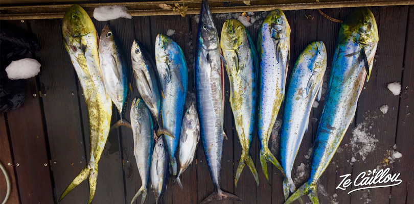 Sea breams, tunas, yellow tuna, marlin and other indian ocean fishes... caught during the deep-sea fishing day.