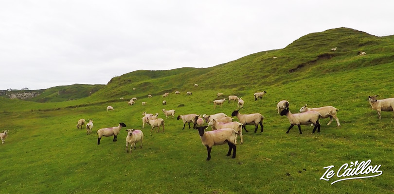 Traverser des champs de mouton lors de la marche de la chaussée des géants en irlande