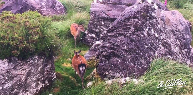 Observe wild red deers in the Killarney park in Ireland