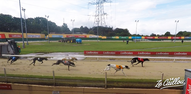 Assist a greyhounds race in Crawford stadium close to London
