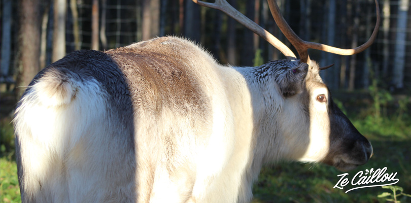 Discover the Swedish fauna like reindeer, moose, wolf, bear...