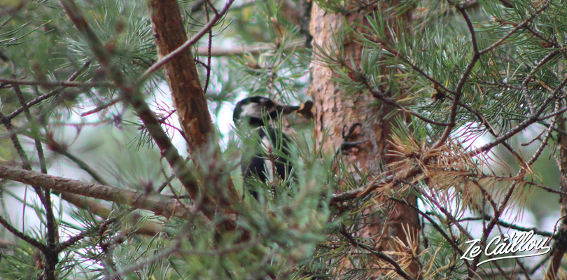 Spot birds of the Swedish fauna in the forest