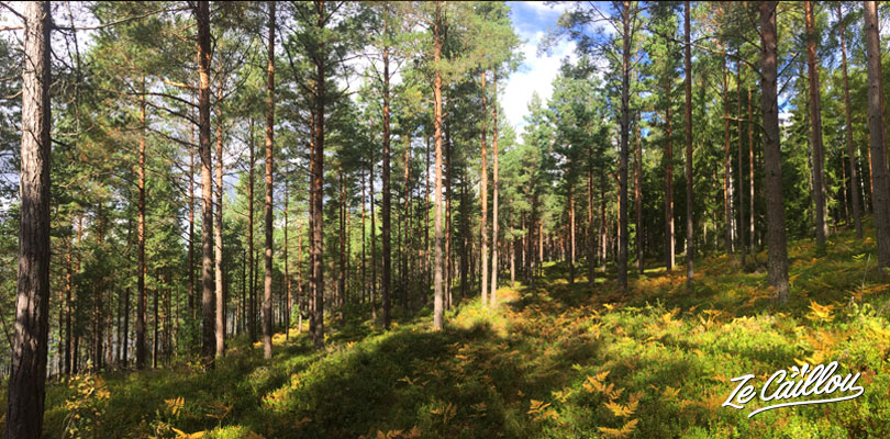 Baladez-vous dans les forets de pins et les parcs nationaux de Suède.