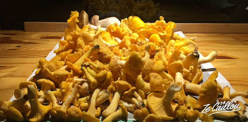 Go mushroom picking in the Swedish nature to come back with chanterelles