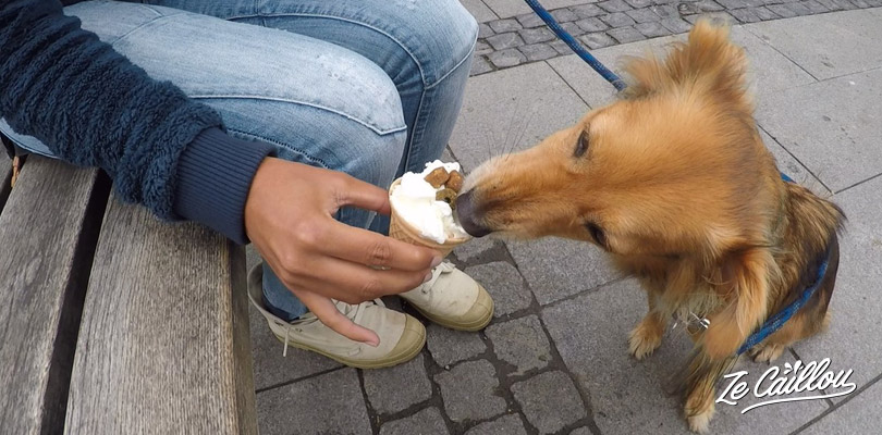 Offer a good icecream to your pet at Nora in Sweden