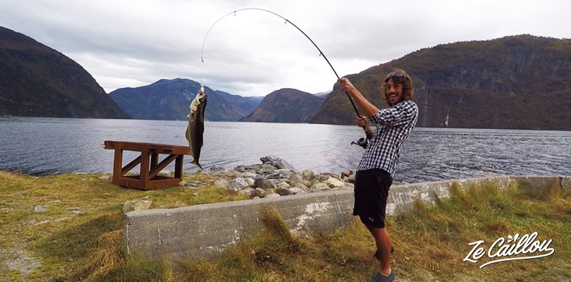 Partir à la pêche en Norvège, Lieu jaune, noir, morue en péchant en Norvège