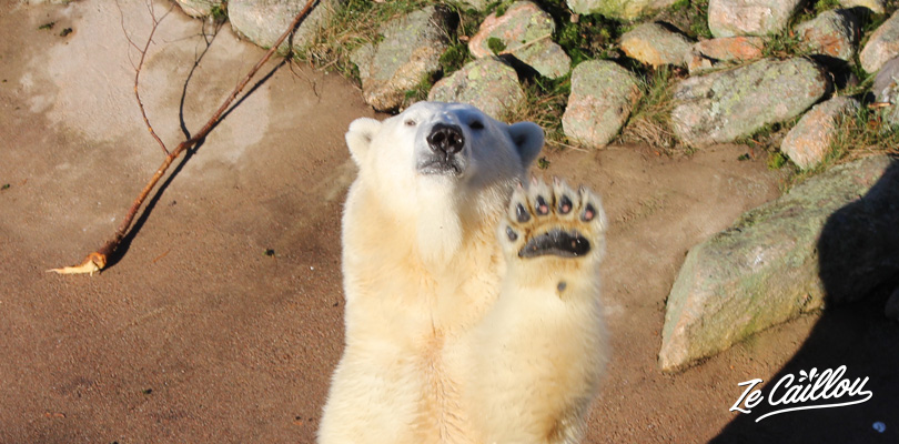 La maman ours polaire fait coucou au zoo ranua de Finlande