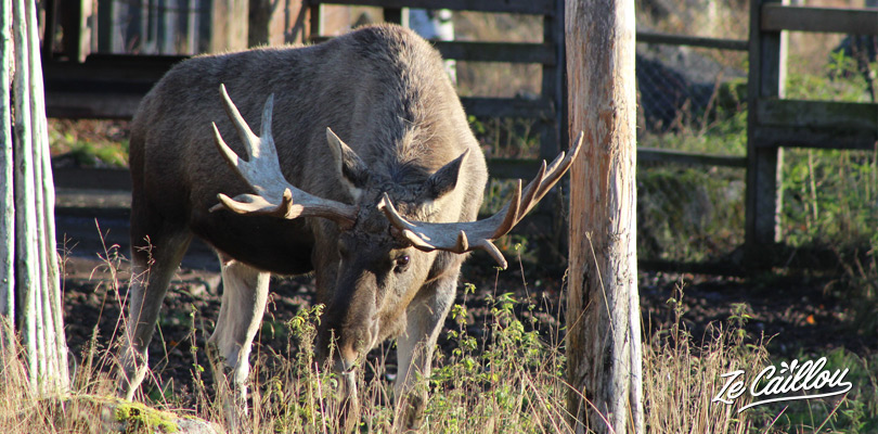 Visit the Ranua Zoo in Finland and discover the northern animals like mooses.