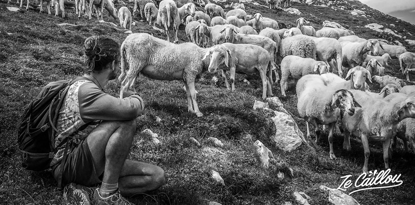Vous croiserez des troupeaux de mouton lors de la randonnée du mont KRN en Slovénie.