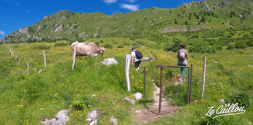 Partager le Mont KRN avec les vaches et moutons dans le parc Triglav en Slovénie.