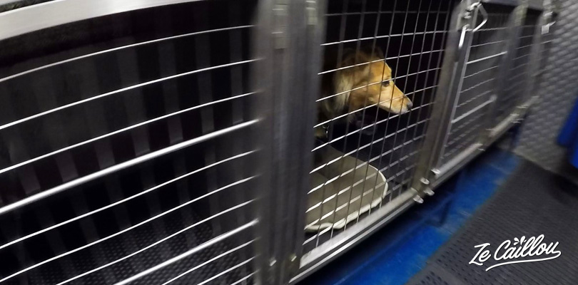 Example of ferry's kennel inside the boat, when travelling by ferry with a dog in Europe.