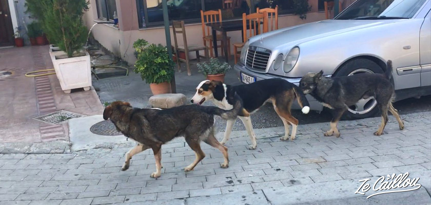 Découvrez dans ce blog voyage que l'Albanie n'est pas un pays dog friendly, car il y a beaucoup de chiens errants.