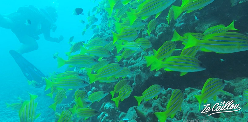 Observer la faune et flore marine de l'océan indien en passant le niveau 1 de plongée à la Réunion.