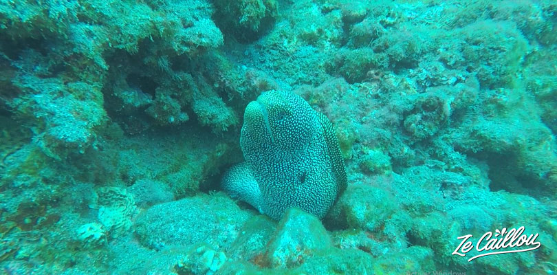 We'll see many morays in the marina reserve of La Reunion.