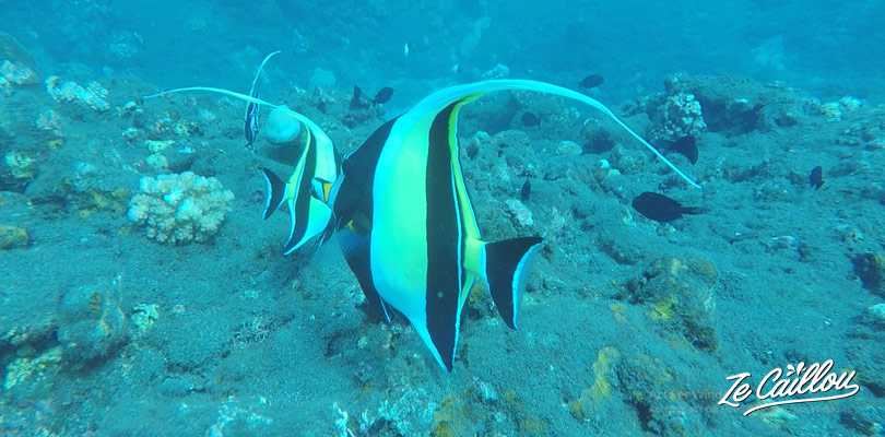 You'll see many species of surgeon fishes during your dives in La Reunion.