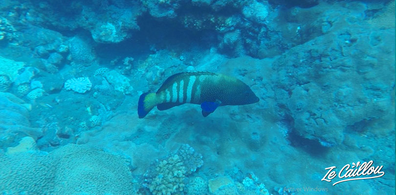 A nice fish we saw sometimes at Cap La Houssaye during our dives in La Reunion