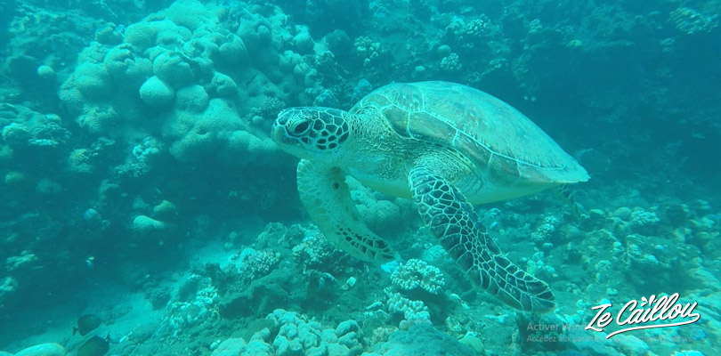 On a eu la chance d'observer, tortues, raies et beaucoup de différents poissons de l'océan indien.