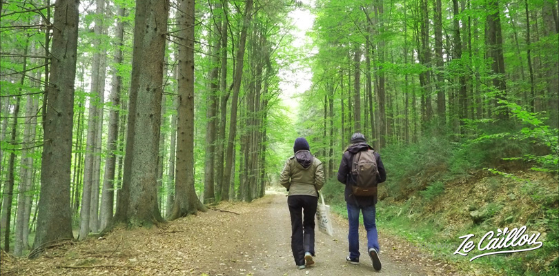 Discover Sumava park, the largest forest in Europe, and hike in nature.