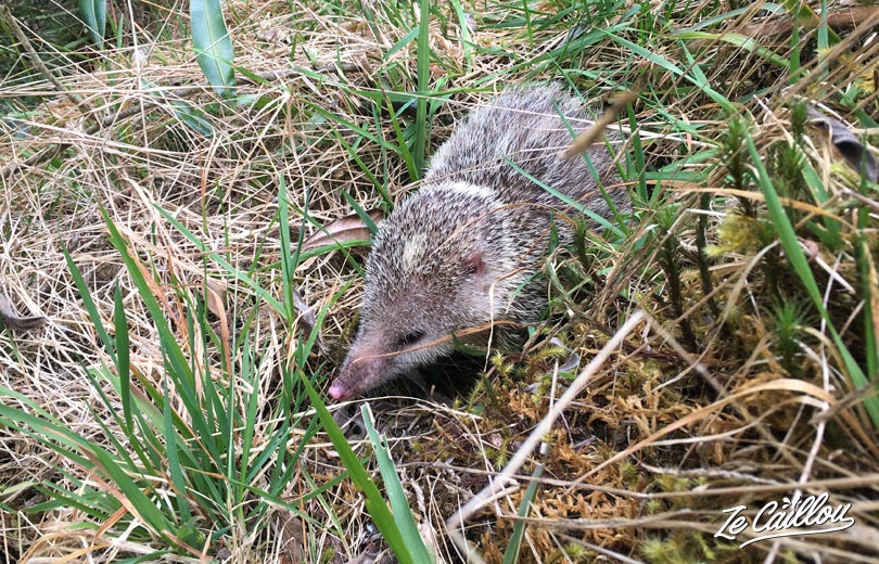 Tangue, like a hedgehog, during our grr2 day 7 in Reunion Island. From Cilaos to Bourg Murat. 