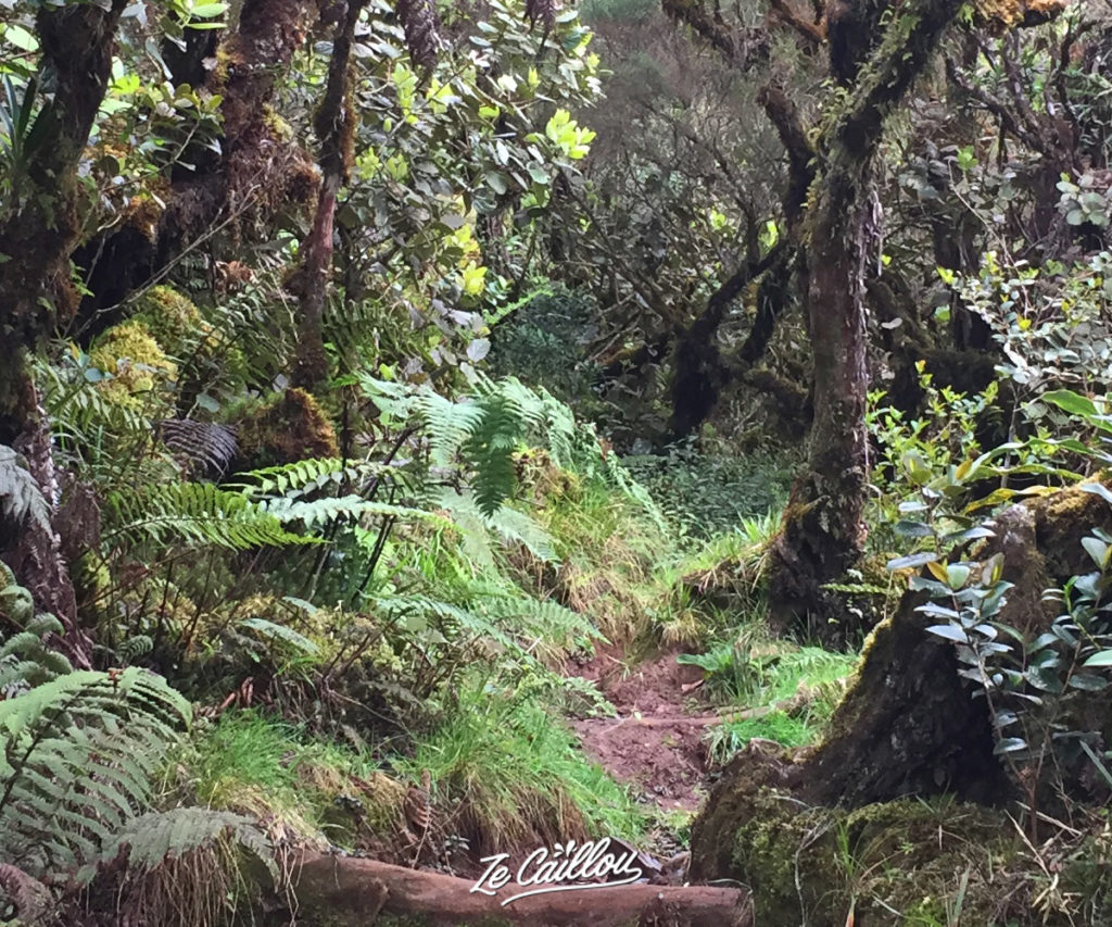 Paysage forestier à la Plaines de Cafres pendant le GRR2 à la Réunion.