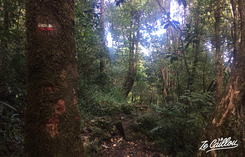 Même dans la forêt, le marquage du GRR2 est bien présent et nous aide à suivre notre chemin.