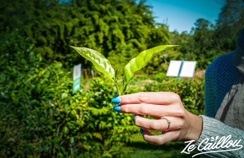 Amateurs de thé, venez découvrir la 1ère plantation de thé bio de France à Grand Coude.