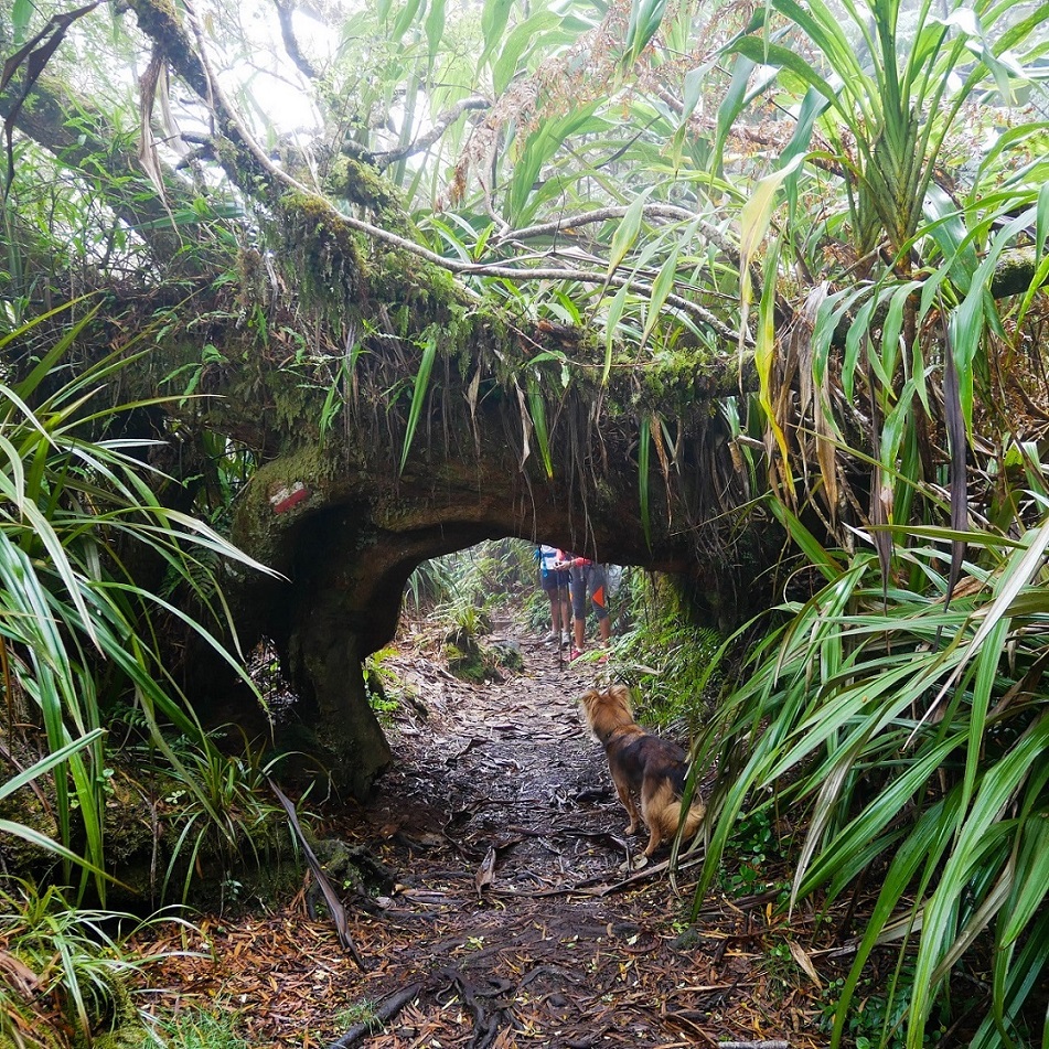 Des passages sous les arbres comme cette arche et le marquage blanc et rouge du GRR1 Réunion.