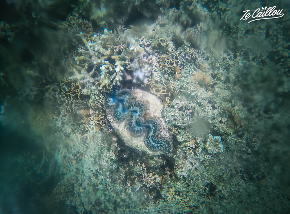A beautiful giant clam we saw during our paddle and kayak trip in the lagoon.