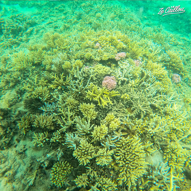 Discover many different corals during a paddle and kayak trip in Reunion. 