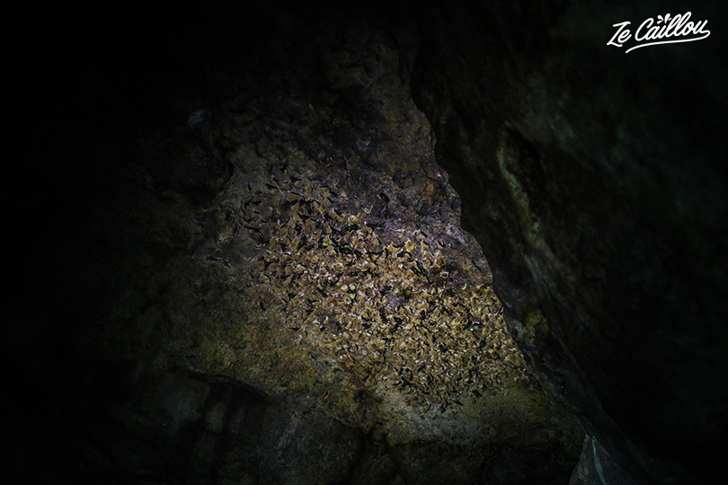 Un nid de salanganes dans la grotte du tunnel de lave du bassin bleu à Saint-Gilles.