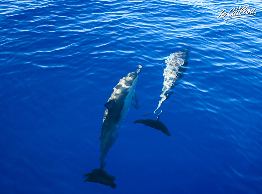 Les dauphins viennent jouer autour du bateau lors de la sortie en mer à la Réunion.