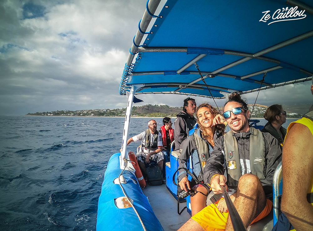 Dolphins and whales boat trip in reunion island.
