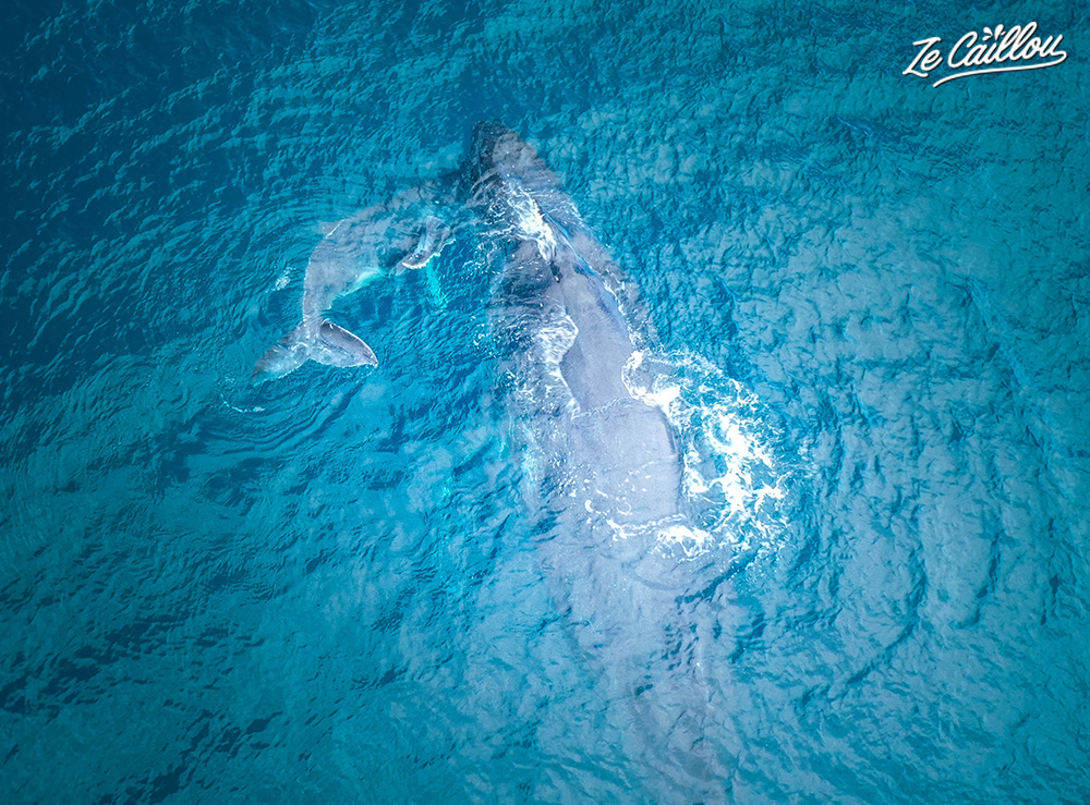 Observe a whale and her claf during an amazing whales boat trip in Reunion.