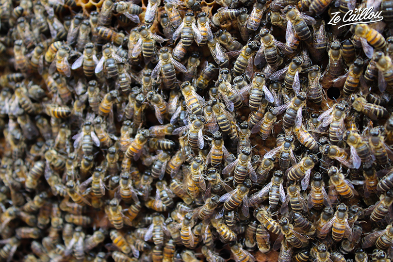 Bees arrived 80 million years ago, long before humans.
