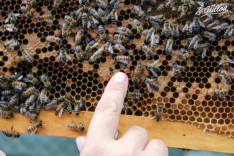 Observation de la reine dans une ruche au jardin magique des abeilles
