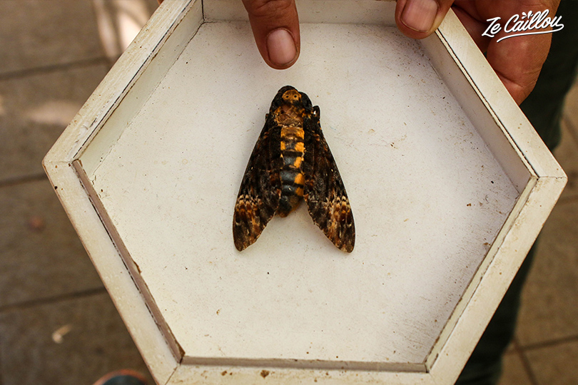 The skull and crossbones moth can trick bees with its pheromones to enter the hive.