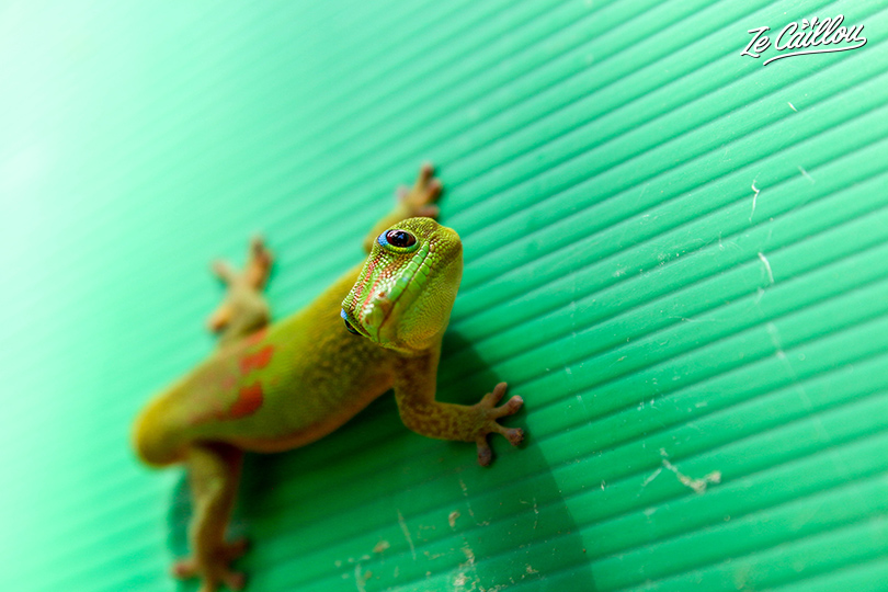 Sensibilisation à l'environnement avec ce joli gecko.