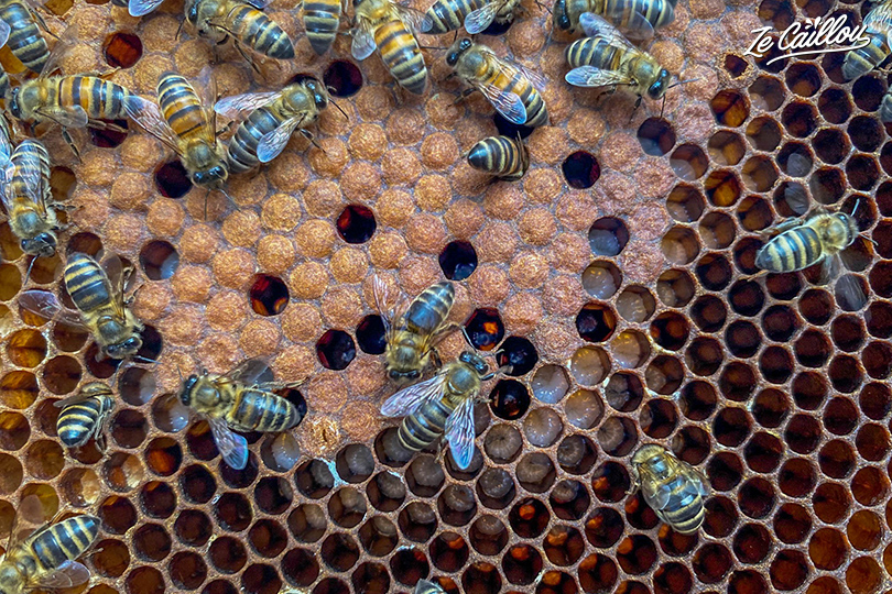 Le jardin magique des abeilles au rucher pédagogique de saint paul.