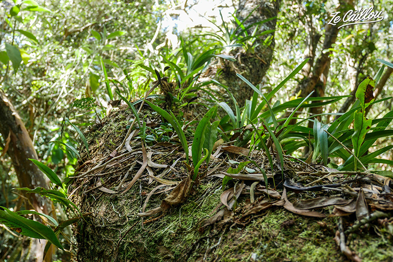 Epiphytic plants grow on other plants without interfering with them.