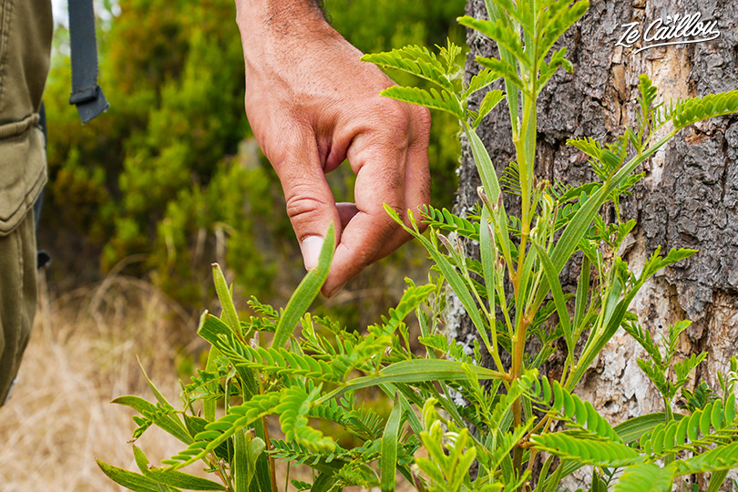 Le grand tamarin des hauts est une plante hétérophile que l'on peut voir lors de la rando du sentier de bord.