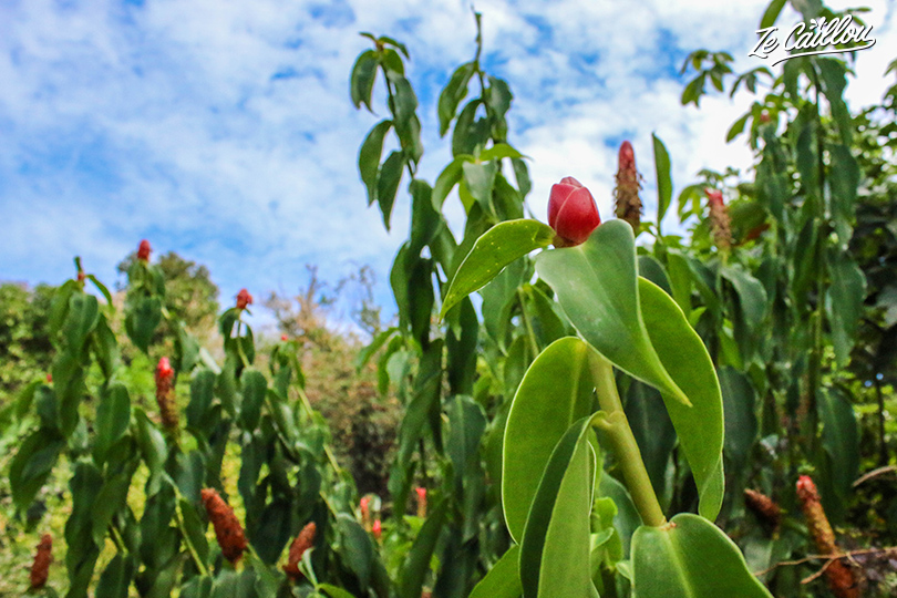 We learn at the Jardin chez Paulo that the lipstick batin has 33 medicinal properties.