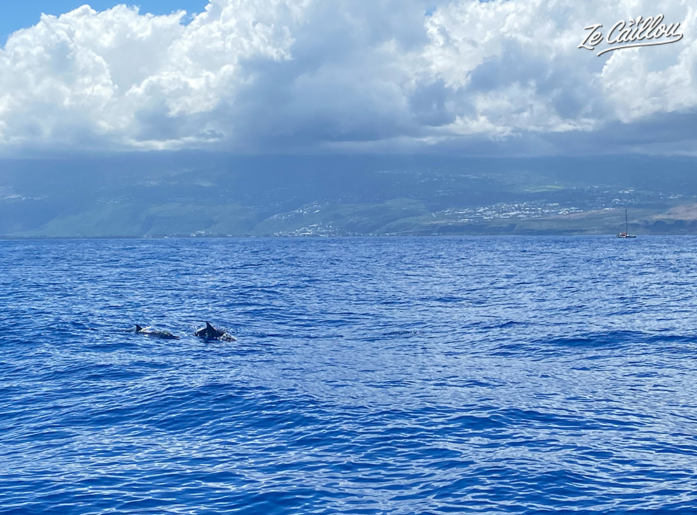 1er banc de dauphins aduncus proche du port de saint-gilles les bains.